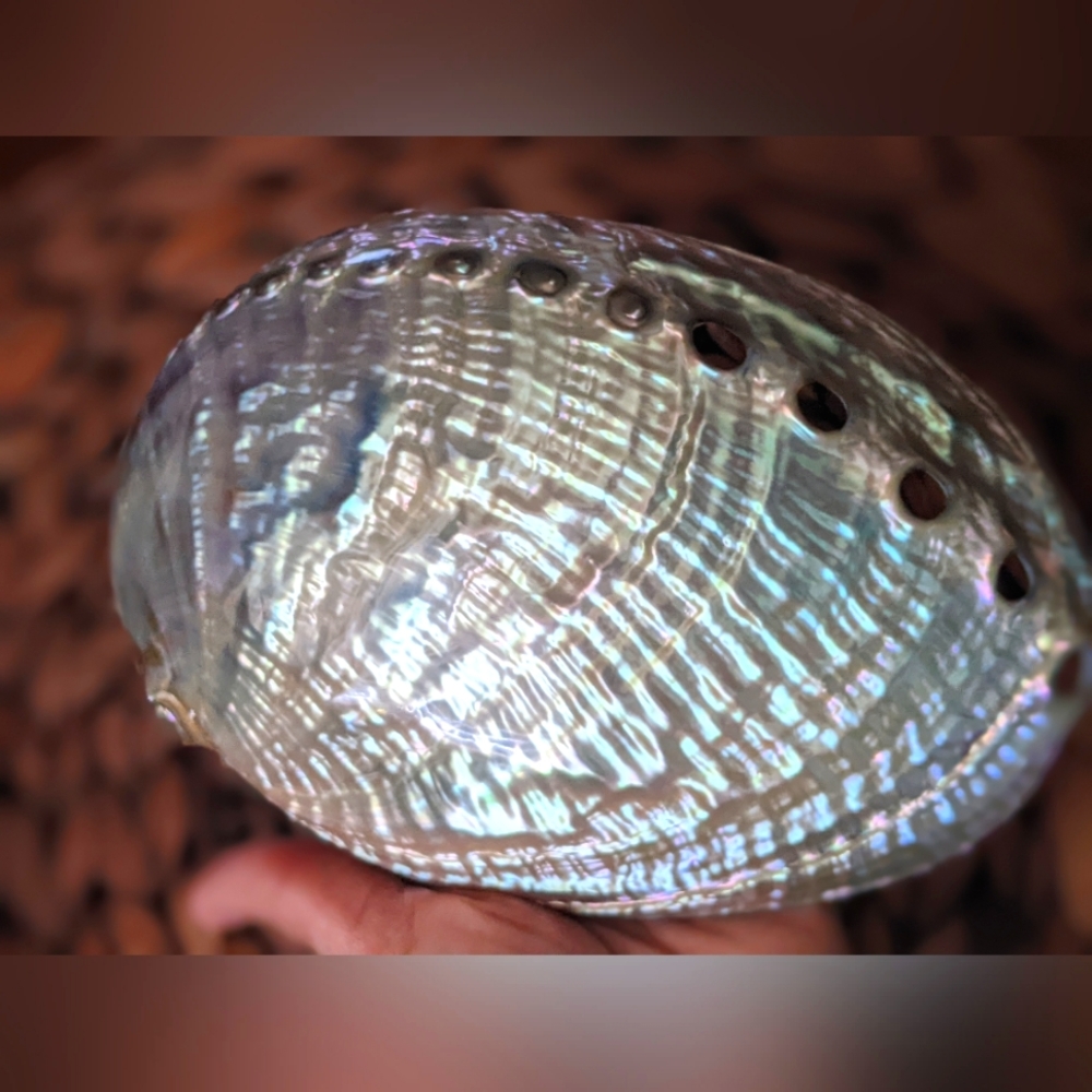 Double polished Abalone shell